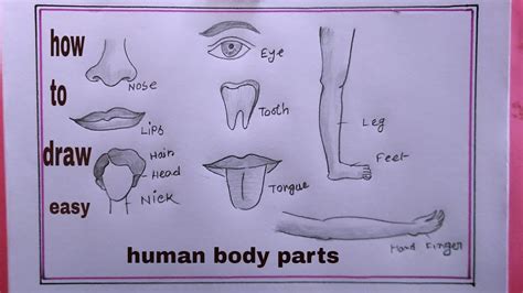 Ruling on drawing human body parts .